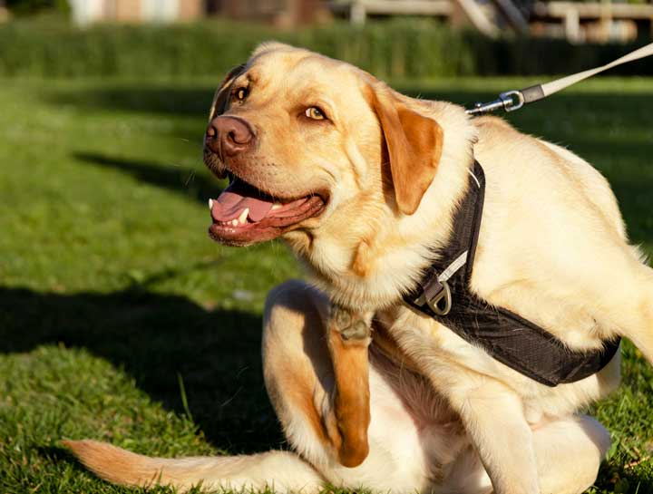 Dog Skin Allergies Veterinary Dermatologists